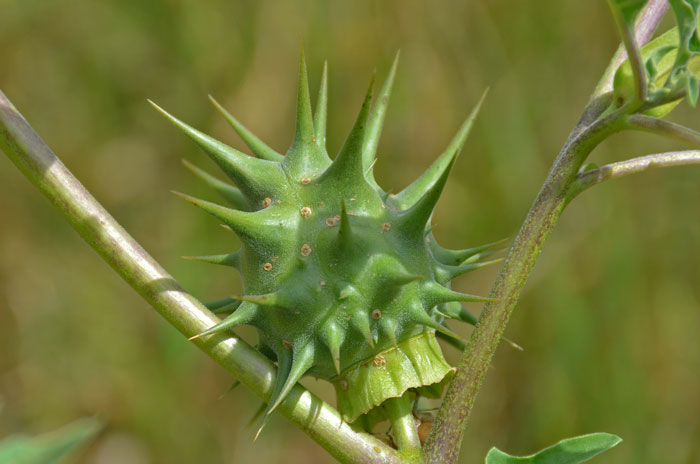 Chinese Thorn-apple is a mounding plant with dramatic leaves and fruit. The fruit is erect with relatively few, very unequal stout spines Datura quercifolia